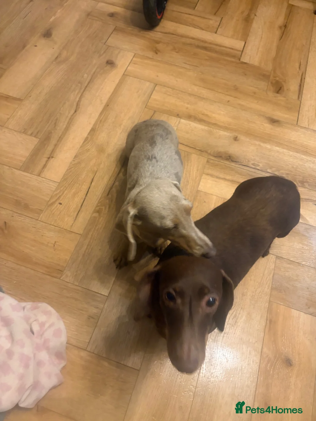Miniature Dachshund dogs for sale: Isabella dapple  - Advert 2