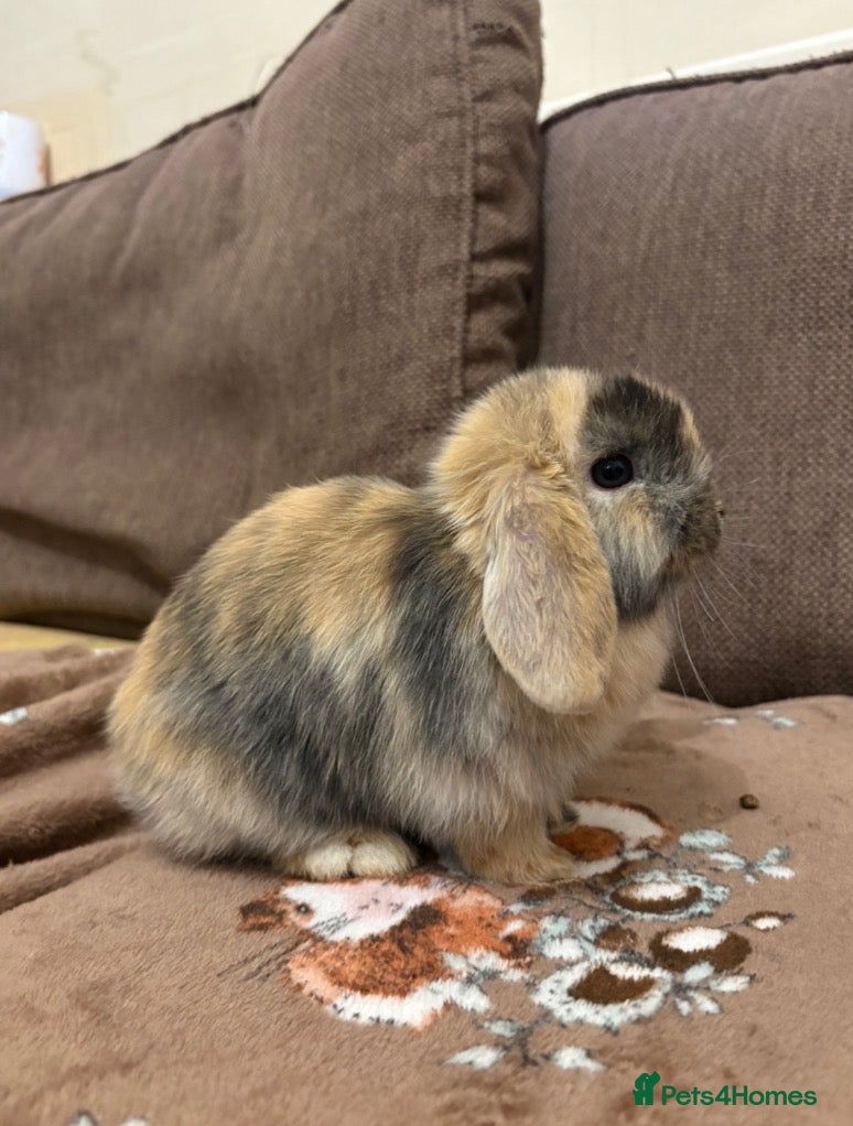 Mini Lop rabbits 4 Beautiful mini lops ready 1st of April  - Advert 11