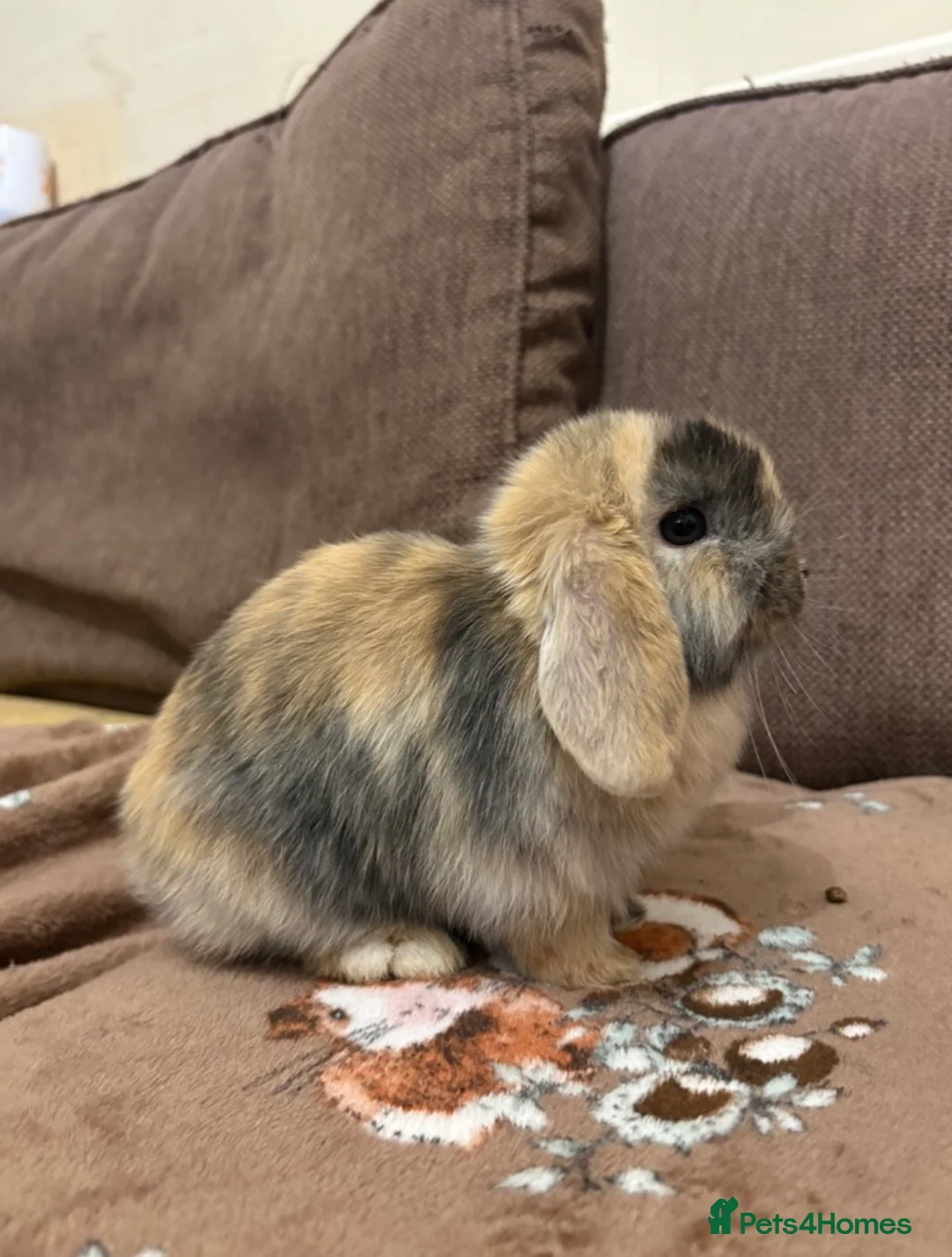 Mini Lop rabbits for sale: 4 Beautiful mini lops ready 1st of April  - Advert 1
