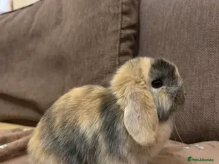 Mini Lop rabbits 4 Beautiful mini lops ready 1st of April - Advert 11