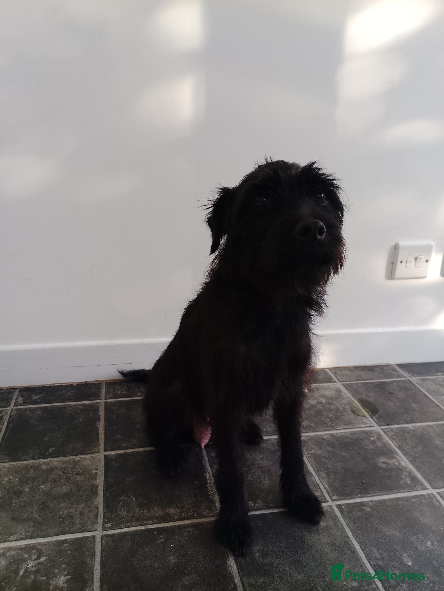 Mixed Breed dogs Eight Italian greyhound cross patterdale puppies - Advert 1