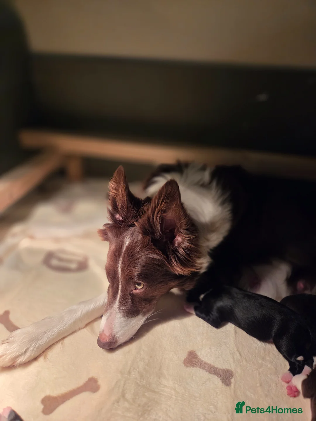 Border Collie dogs for sale: Two Beautiful Boys Available in Brecon - Advert 11