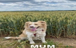 Border Collie dogs for sale: Exceptional KC reg Border collie puppies - Image 5