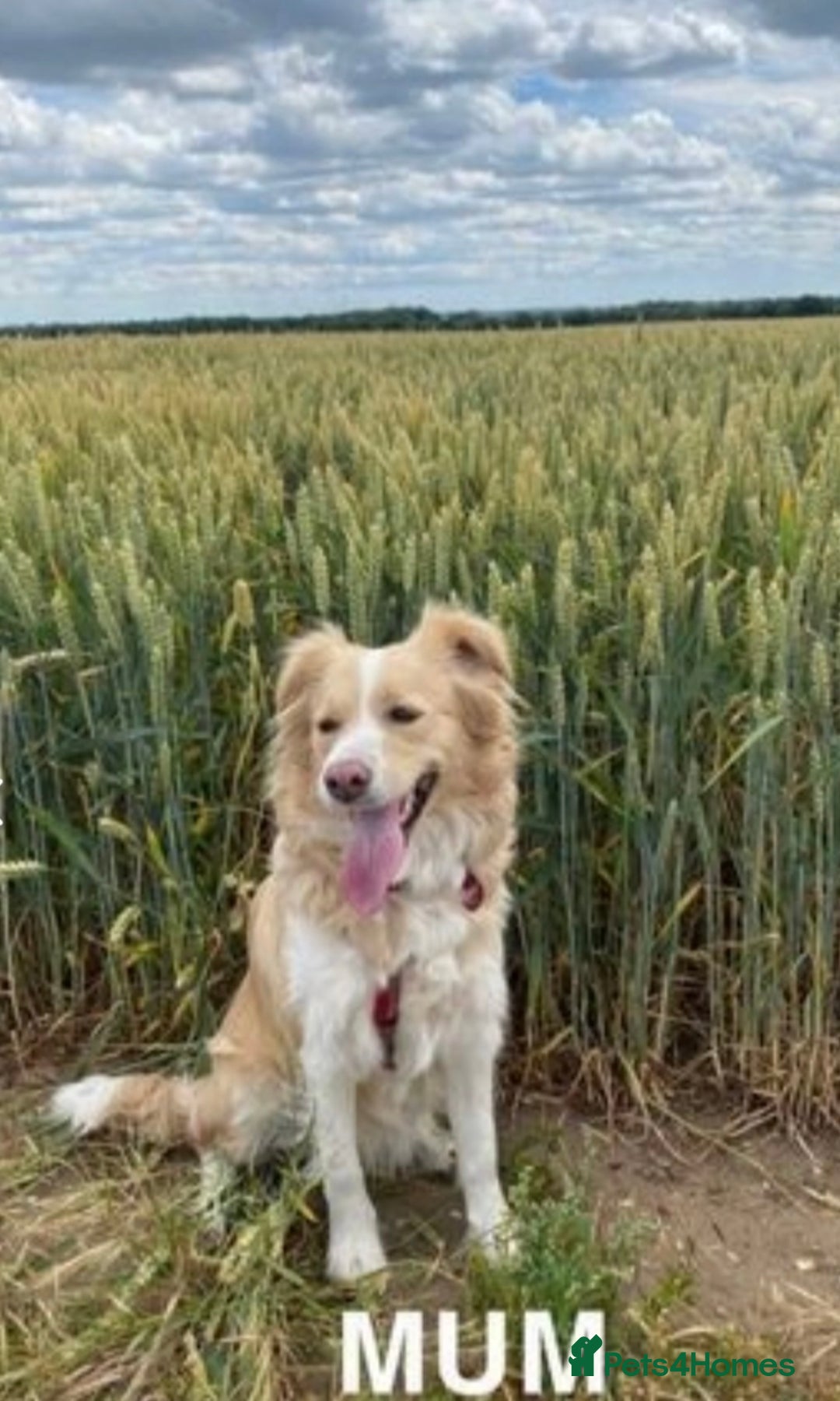Border Collie dogs for sale: Exceptional KC reg Border collie puppies - Image 5