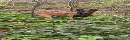 Belgian Shepherd Dog dogs for sale: Belgian Malinois Male Leeds - Advert 4