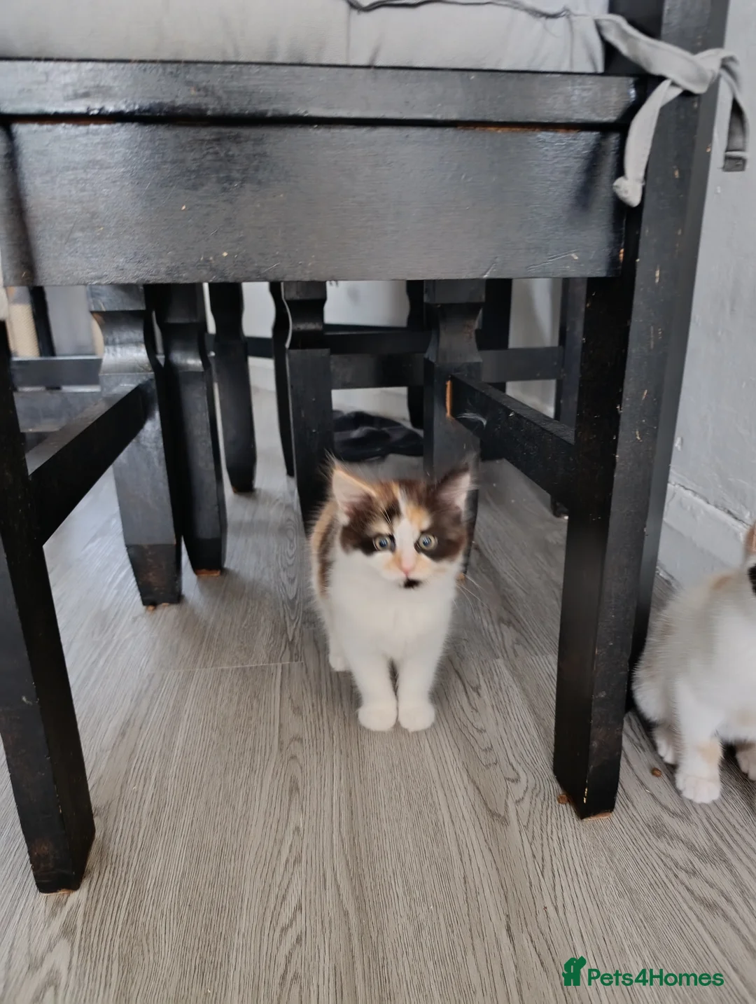 Mixed Breed cats for sale: Mini covs :D - Advert 5