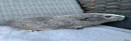 Guinea Pig rodents for sale: Sows mixed ages & breeds - Advert 14