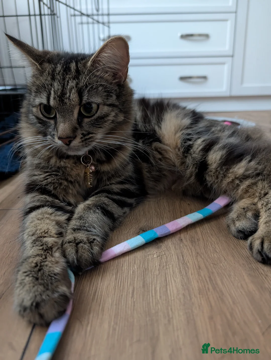 Mixed Breed cats for sale: Adorable Kittens Looking for Loving Homes! 🐾 - Advert 16