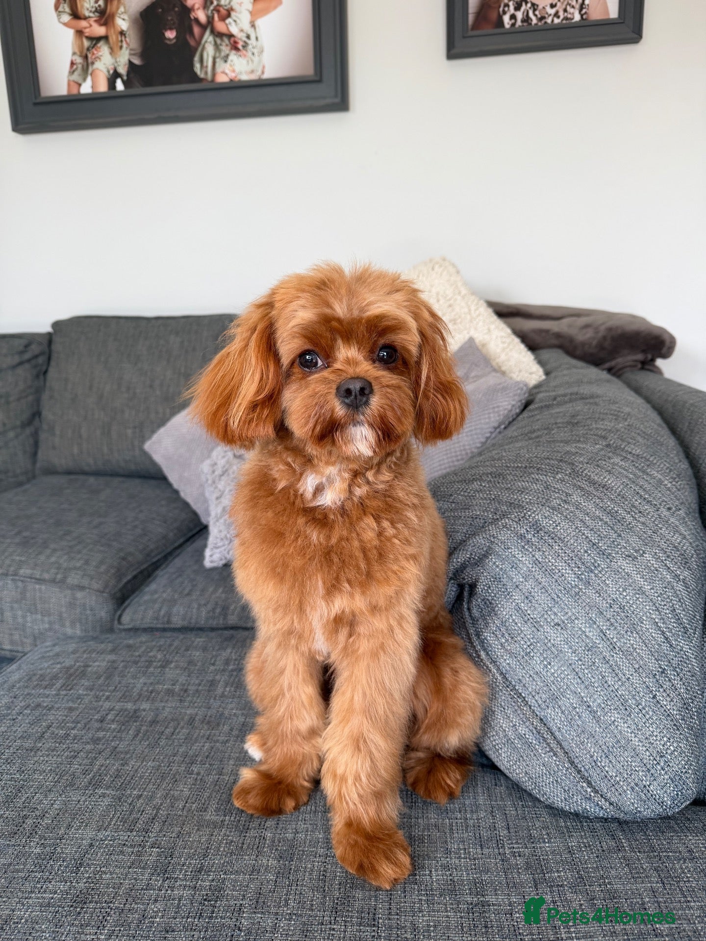Cavapoo dogs F1 Cavapoo for Stud DNA Health Checked  - Advert 3