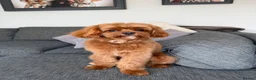 Cavapoo dogs for stud: F1 Cavapoo for Stud DNA Health Checked  - Advert 1