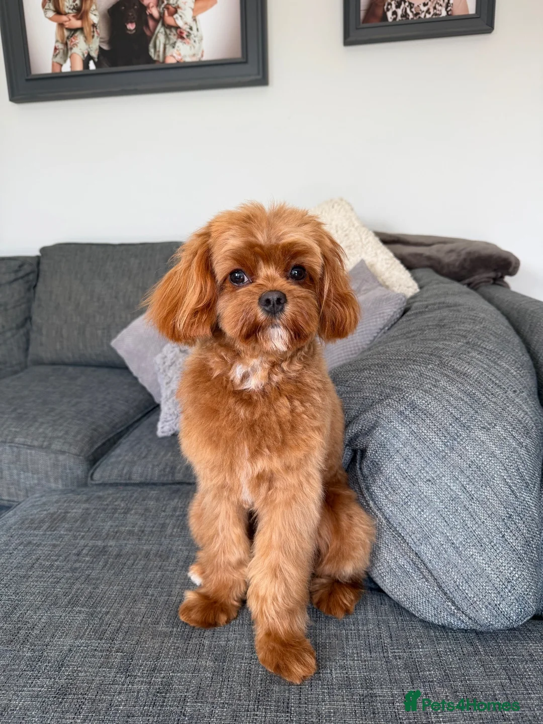 Cavapoo dogs for stud: F1 Cavapoo for Stud DNA Health Checked  - Advert 1