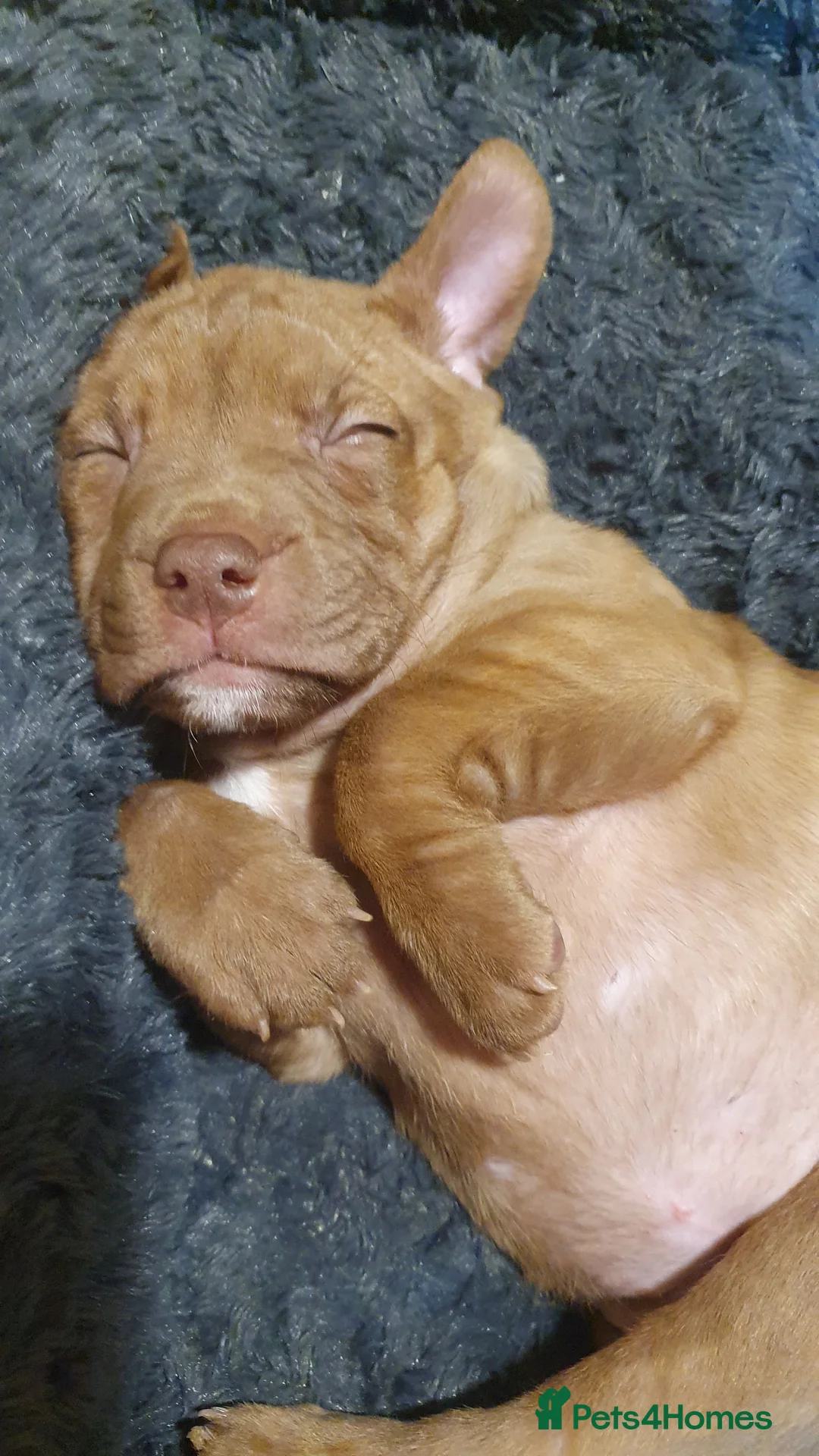 Mixed Breed dogs for sale: Gorgeous staffy x English bulldog puppies - Advert 1