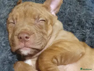 Mixed Breed dogs Gorgeous staffy x English bulldog puppies - Advert 1