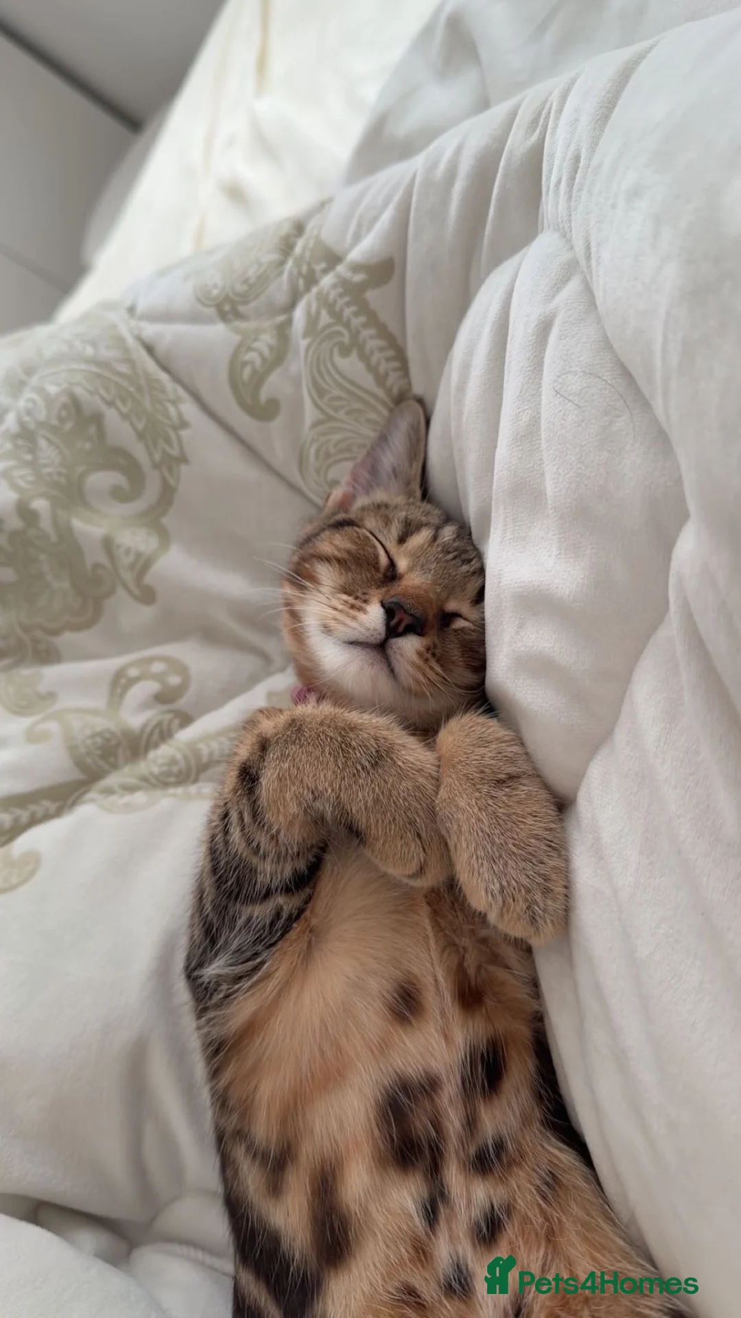 Mixed Breed cats for sale: Male cat  in Heywood - Advert 6