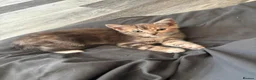 Mixed Breed cats for sale: 1 female tabby kitten  - Advert 2