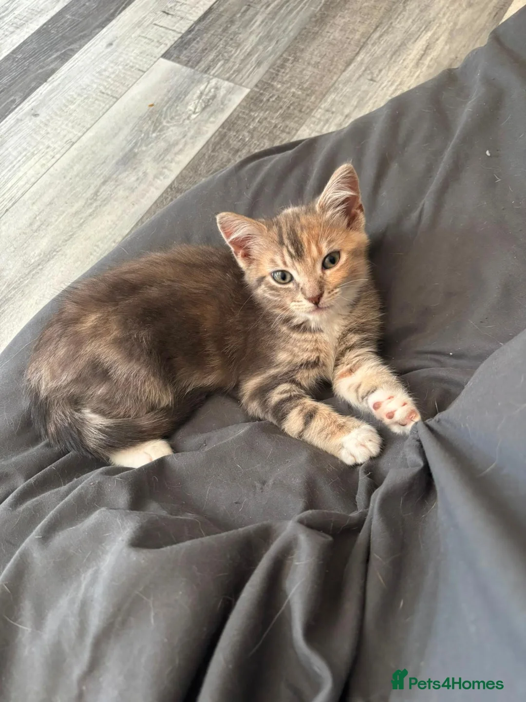 Mixed Breed cats for sale: 1 female tabby kitten  - Advert 2