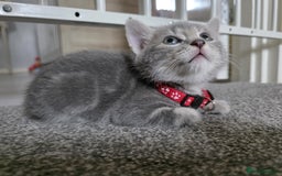 Mixed Breed cats for sale: Gorgeous 2 Girls and 3 boys For sale - Image 27