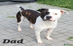 Mixed Breed dogs for sale: English/American Staffy Pups - Image 19