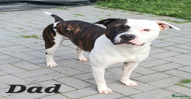 Mixed Breed dogs - Advert 2