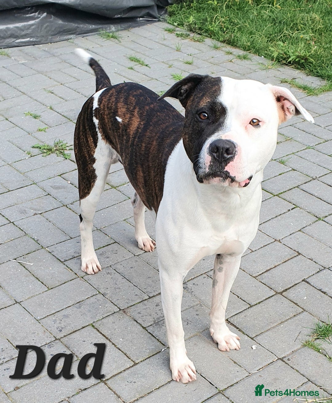 Mixed Breed dogs for sale: English/American Staffy Pups - Image 19