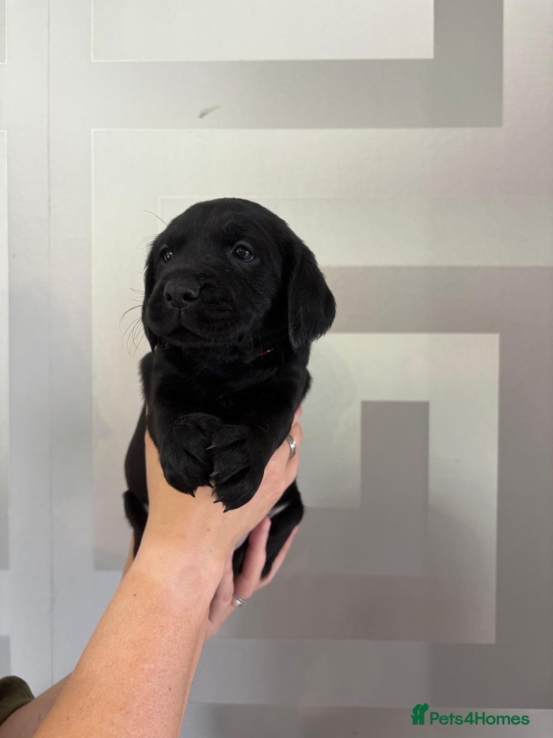 Cockerdor dogs for sale: Cockador puppies  - Image 10