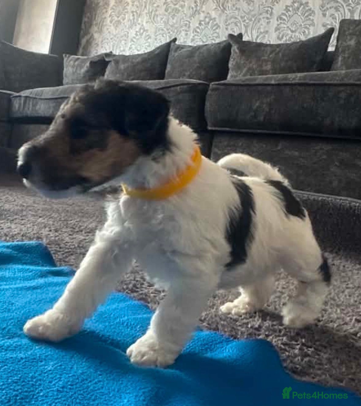 Fox Terrier dogs Wire haired fox terrier - Advert 4