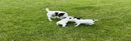 Jack Russell dogs for sale: Jack Russell terriers ready now 🏡 - Advert 4