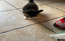 Domestic Shorthair cats for sale: 6 beautiful kittens for sale!!  - Image 15
