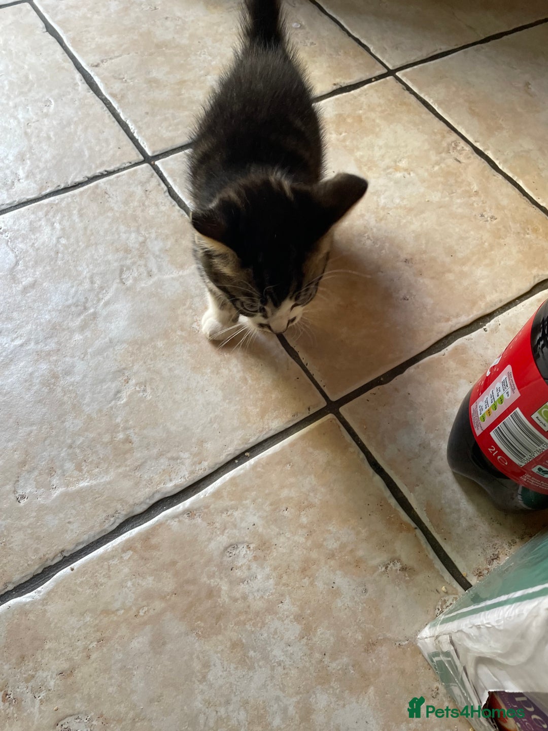 Domestic Shorthair cats for sale: 6 beautiful kittens for sale!!  - Image 15