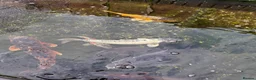 Koi Carp fish for sale: Mixture of 8 Carp Fish in Birmingham - Advert 3
