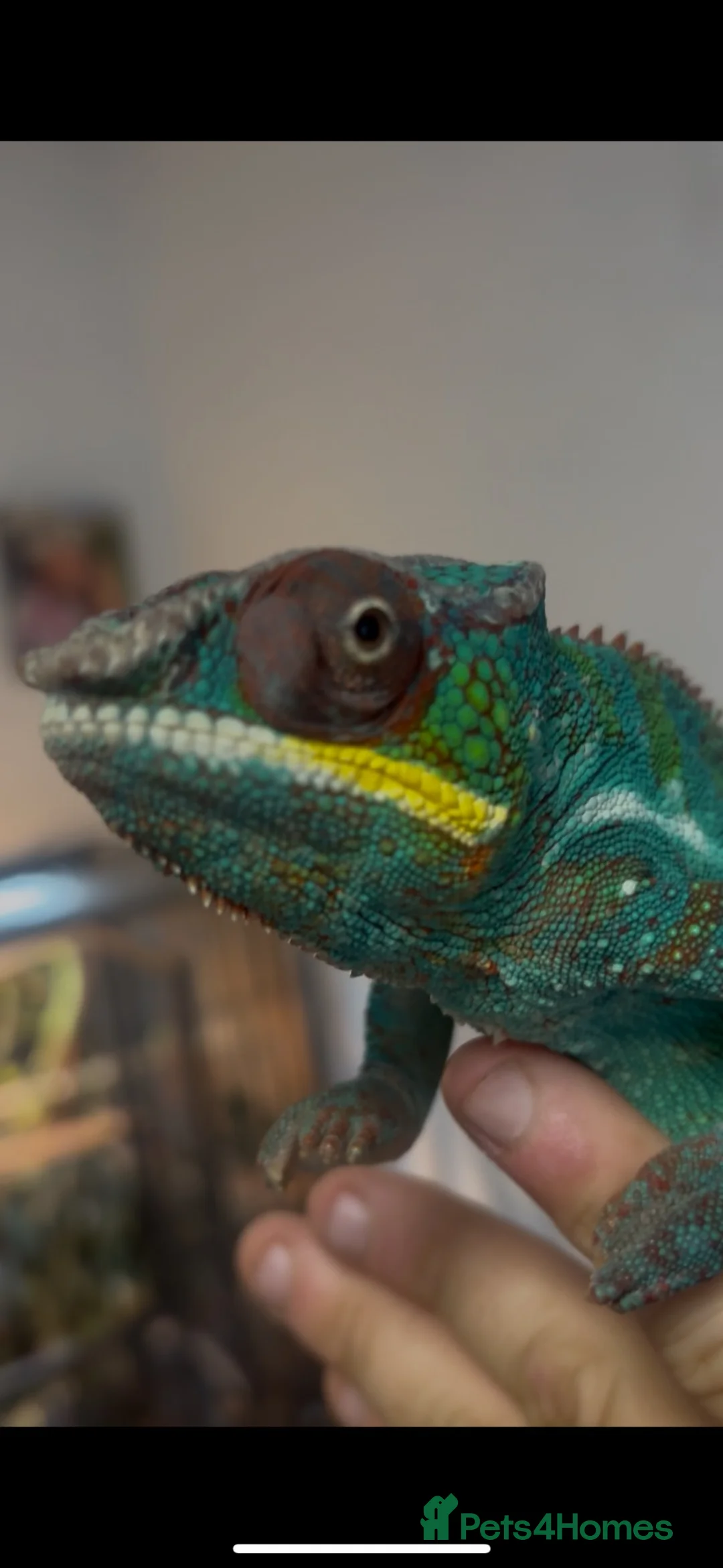 Chameleon reptiles for sale: Nosy Be Panther Chameleon And Full Set Up - Advert 6