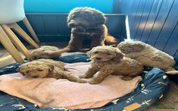 Australian Labradoodle dogs for sale: Mini Australian Labradoodles - Image 7