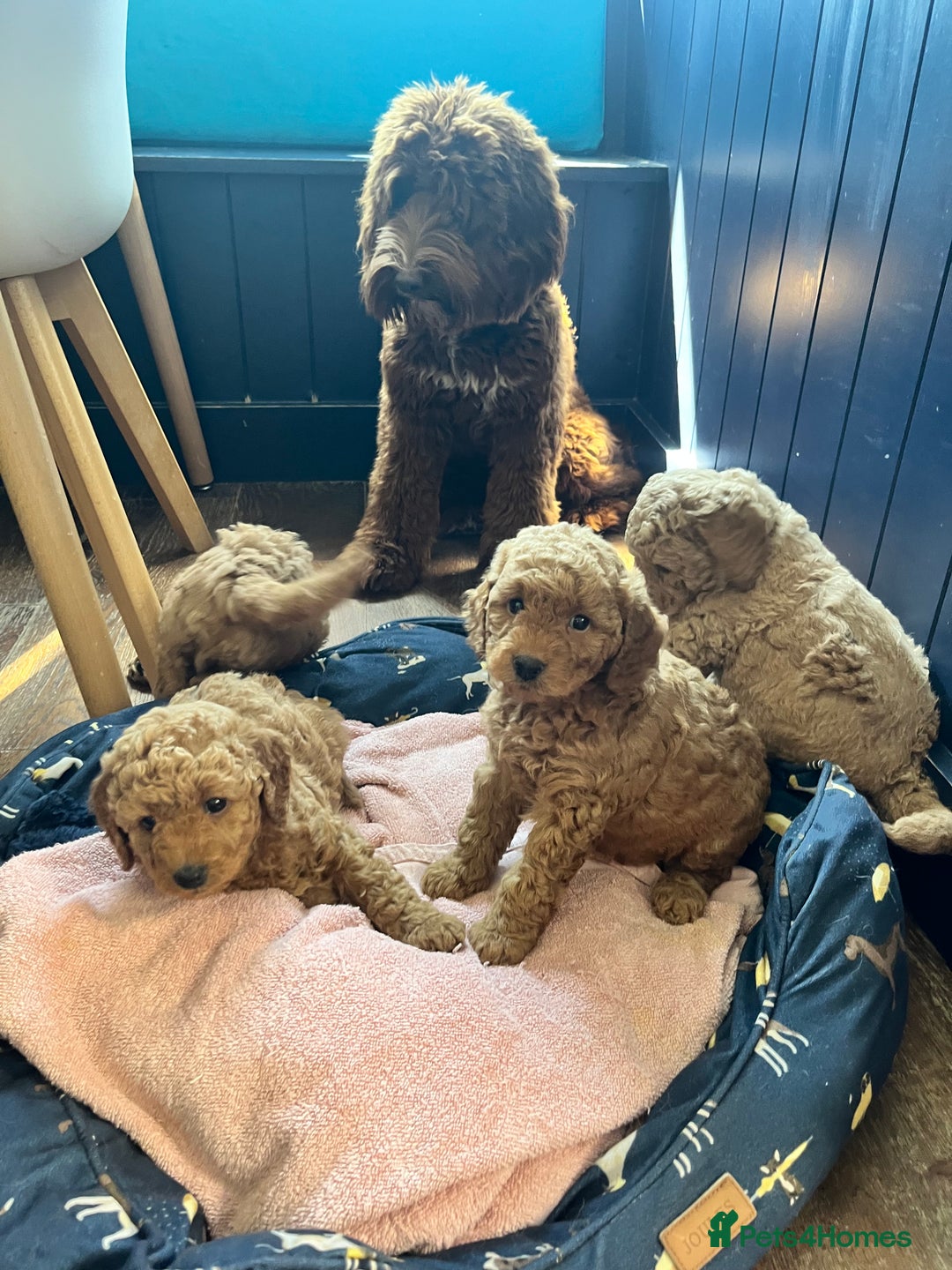 Australian Labradoodle dogs for sale: Mini Australian Labradoodles - Image 7
