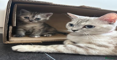 Scottish Fold cats - Advert 1