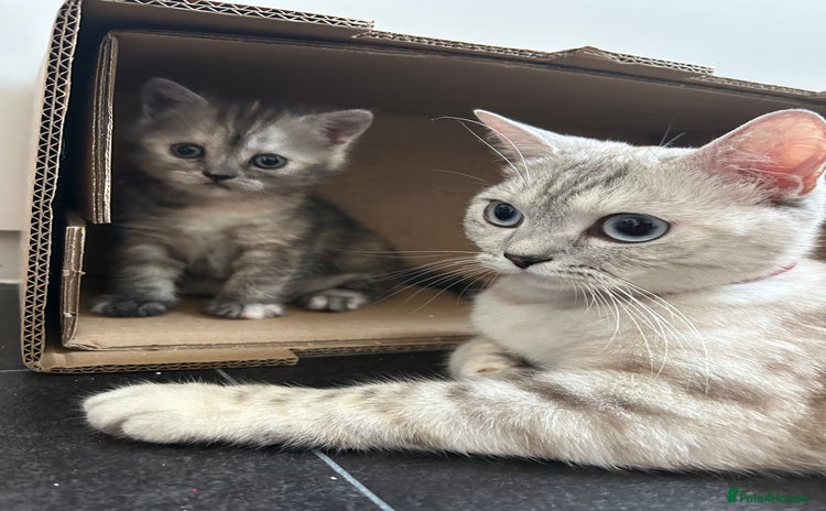 Scottish Fold cats - Advert 14