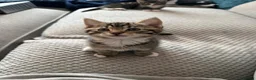 Mixed Breed cats for sale: Kittens for sale  - Advert 5