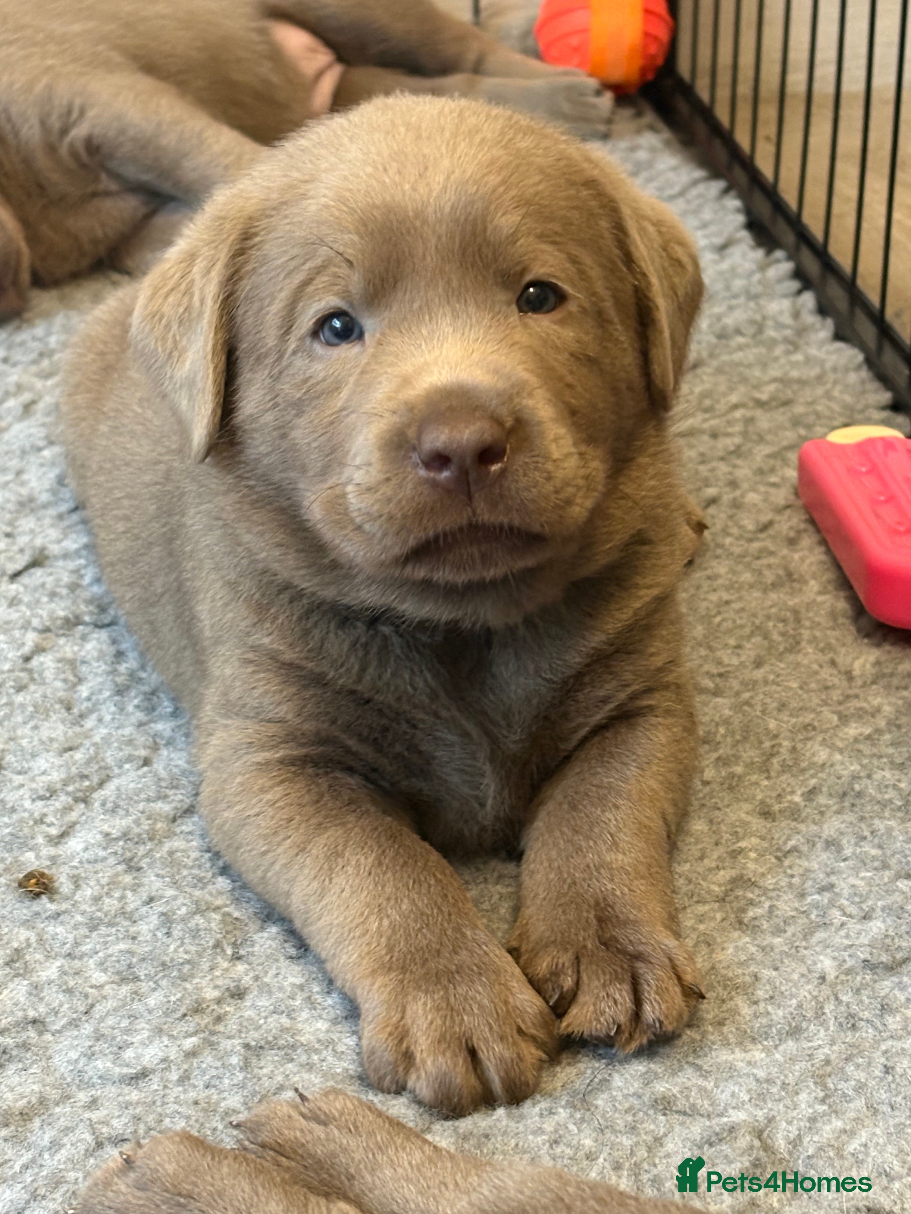 Labrador Retriever dogs KC silver Labrador (last girl remaining) orange  - Advert 10