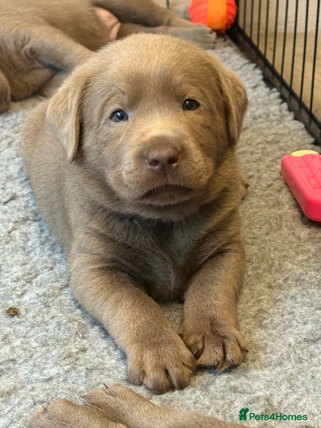 Labrador Retriever dogs for sale: KC silver Labrador (last girl remaining) orange  - Advert 6