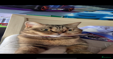 Scottish Fold cats - Advert 10