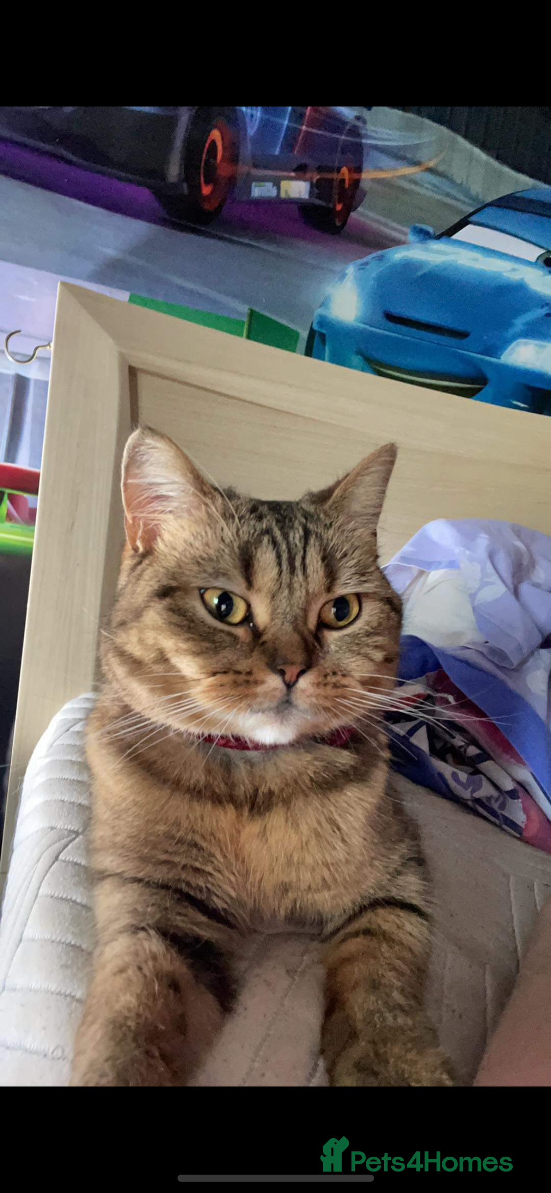 Scottish Fold cats for sale: Lovely kitten Highland delivery only Scotland Xx - Image 2