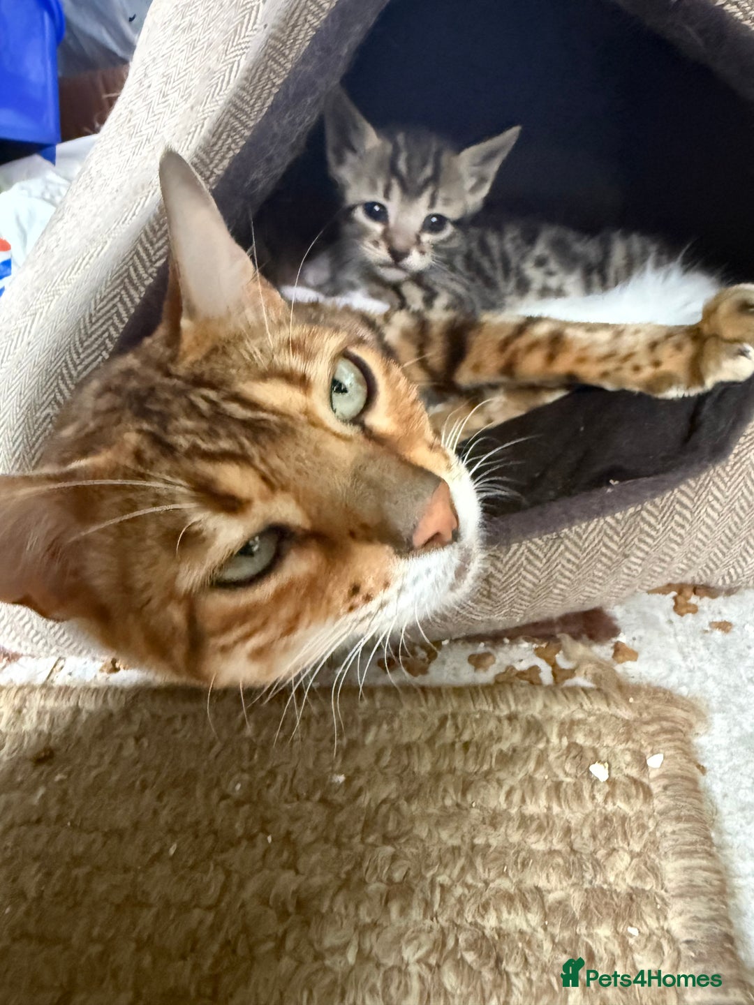 Bengal cats for sale: Bengal x Turkish Angora Kittens - Image 8