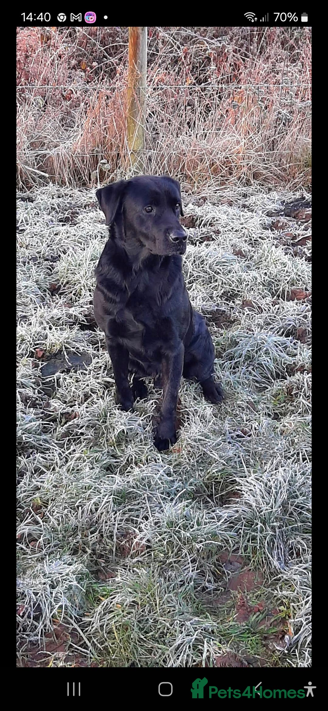 Labrador Retriever dogs Stud dog  only Jake. Not for sale in Winsford - Advert 22