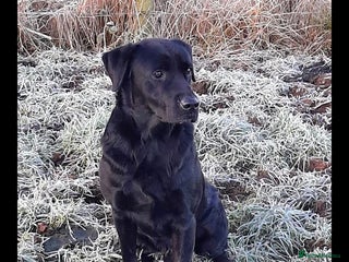 Labrador Retriever dogs in Winsford - Advert 5