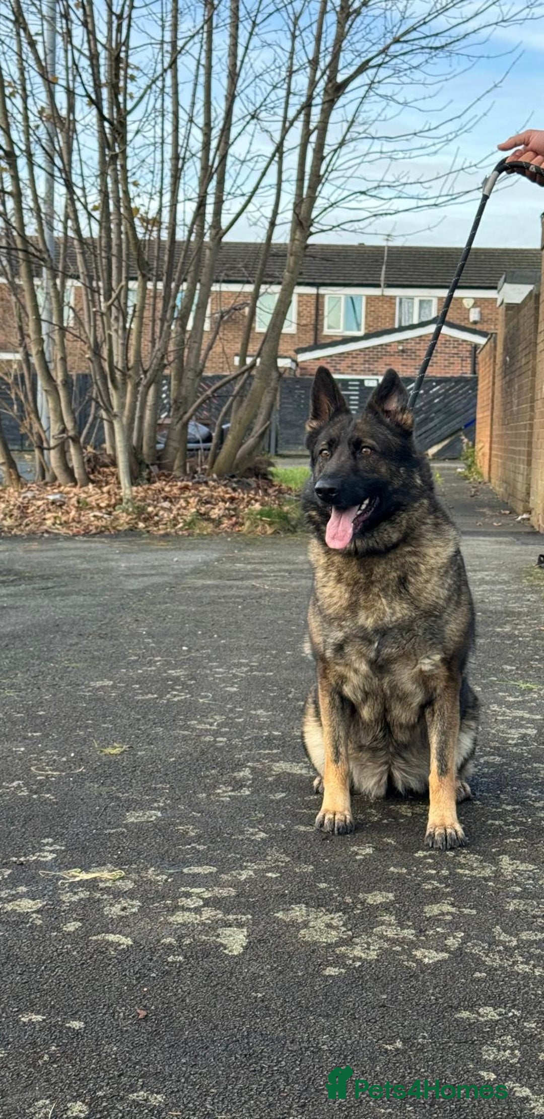 German Shepherd dogs for sale: Amazing German Shepherd Female  - Advert 1