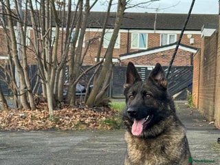 German Shepherd dogs Amazing German Shepherd Female - Advert 2