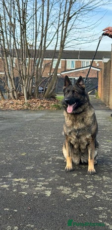 German Shepherd dogs Amazing German Shepherd Female - Advert 1