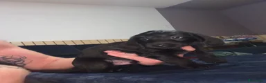 Black tiny 