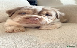 Olde English Bulldogge dogs for sale: READY NOW ✨ FLUFFY OLDE ENGLISH BULLDOGS  - Image 12