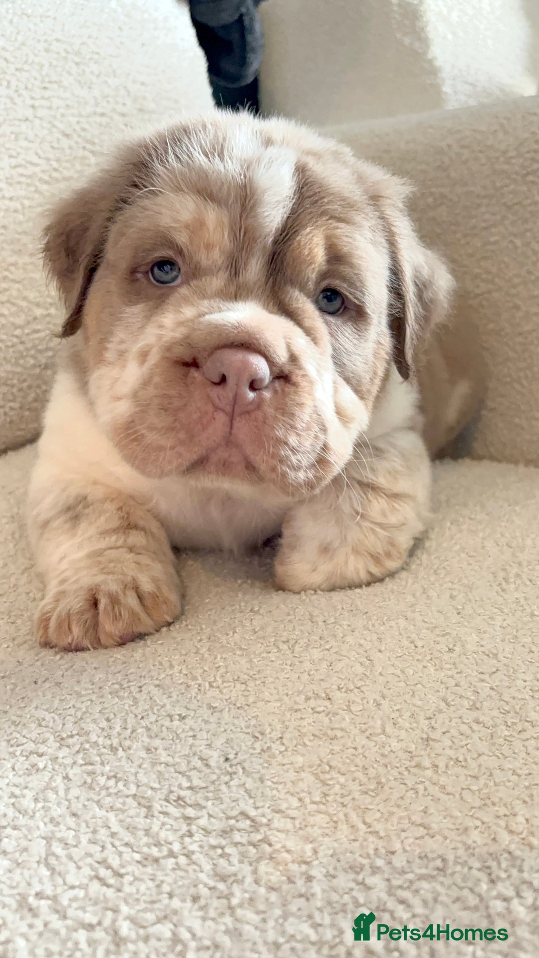 Olde English Bulldogge dogs for sale: READY NOW ✨ FLUFFY OLDE ENGLISH BULLDOGS  - Image 12