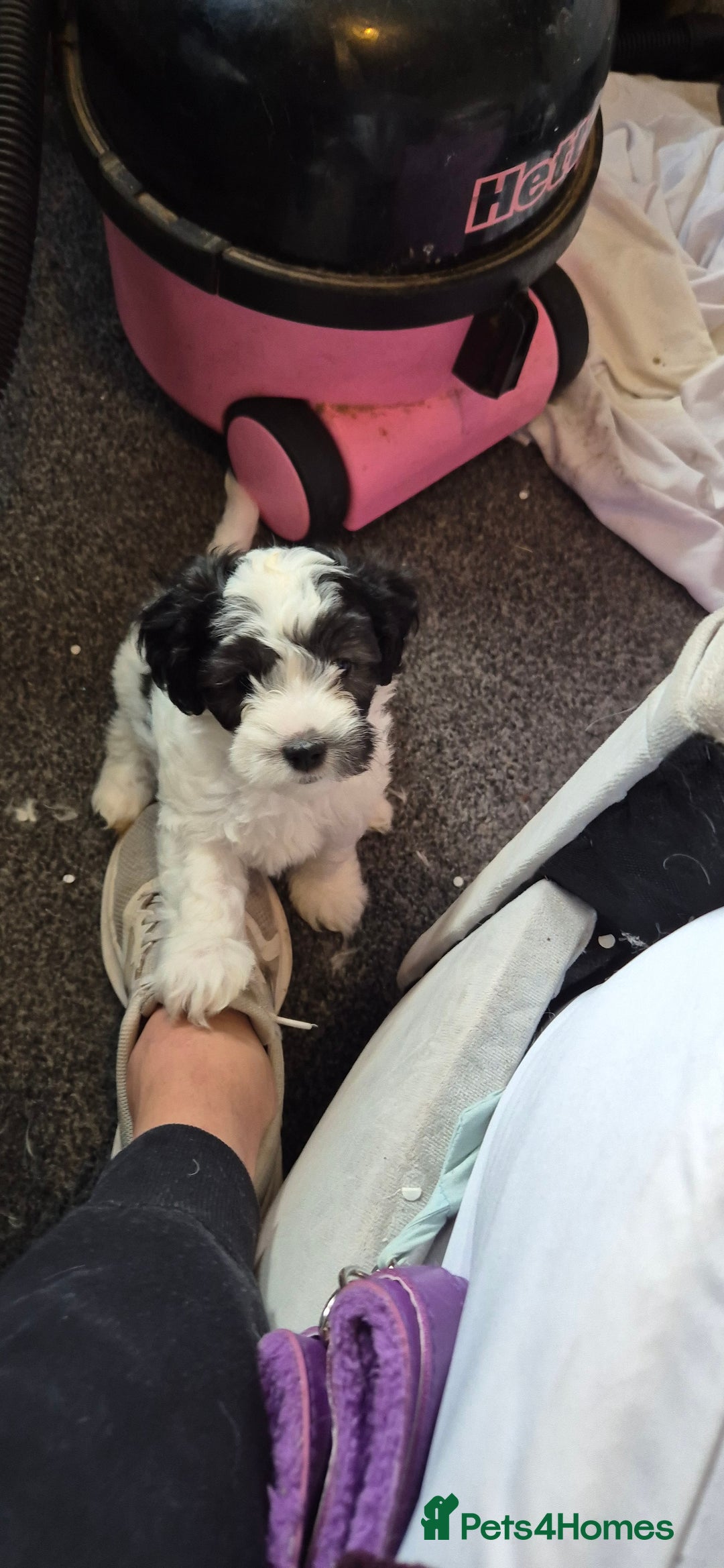 Maltipoo dogs for sale: shipoo puppies reduced READY NOW in Derby - Image 3